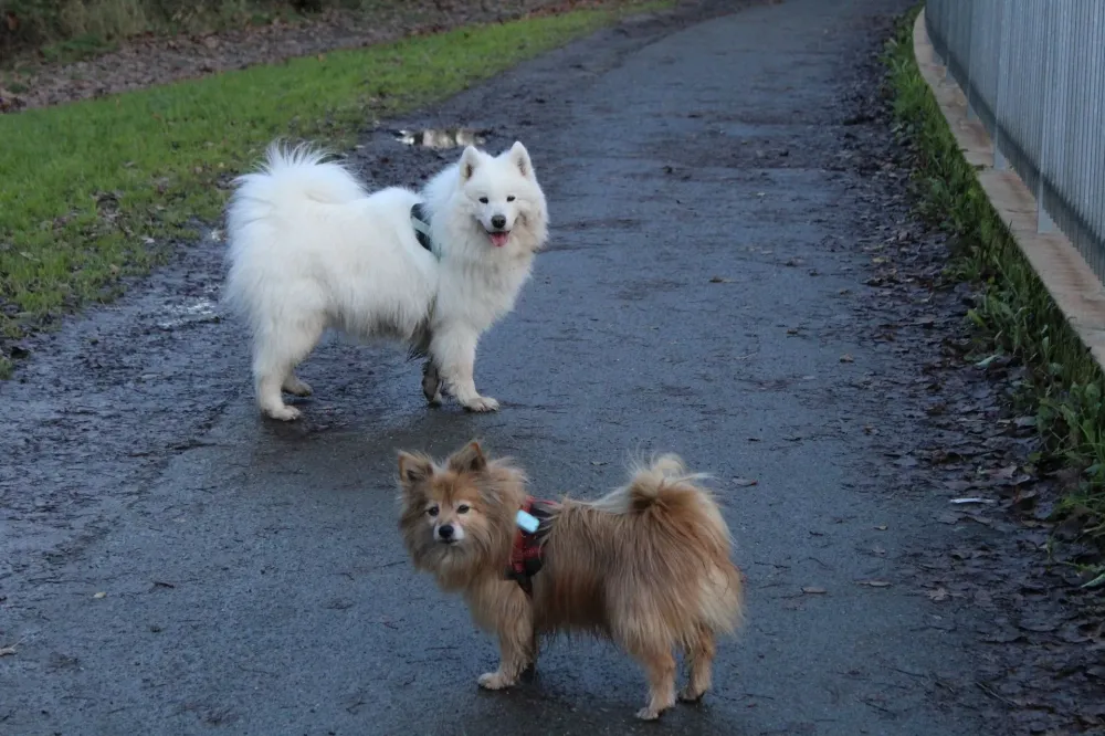 Problème comportement canin à Nantes