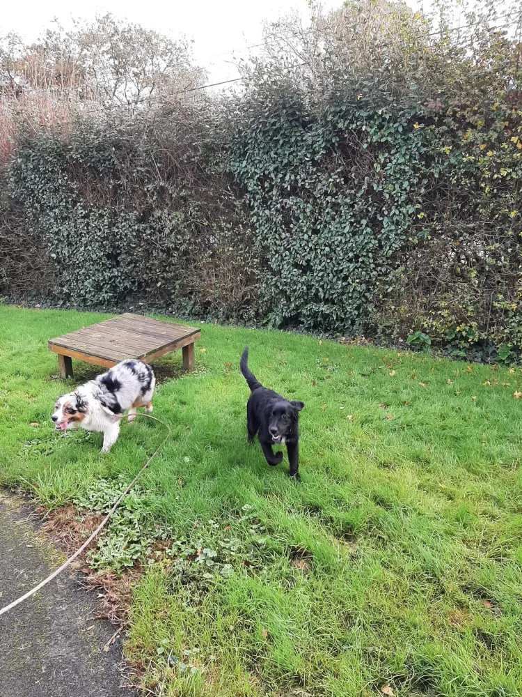 chiens-exterieur (4)