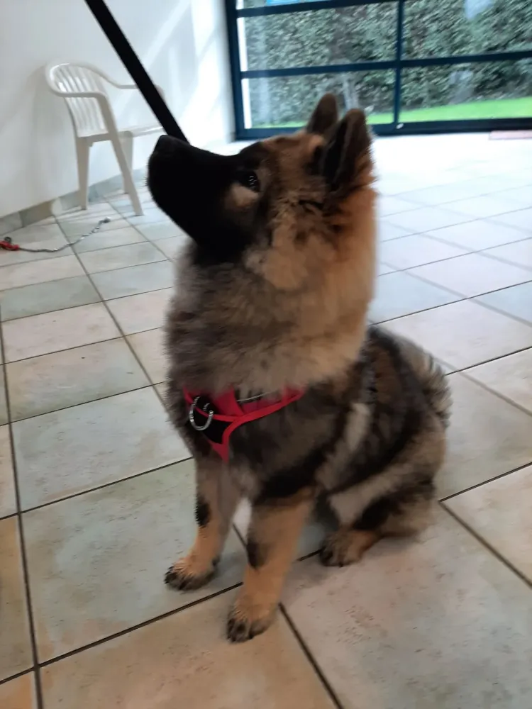 Éveil et éducation chiots à Nantes