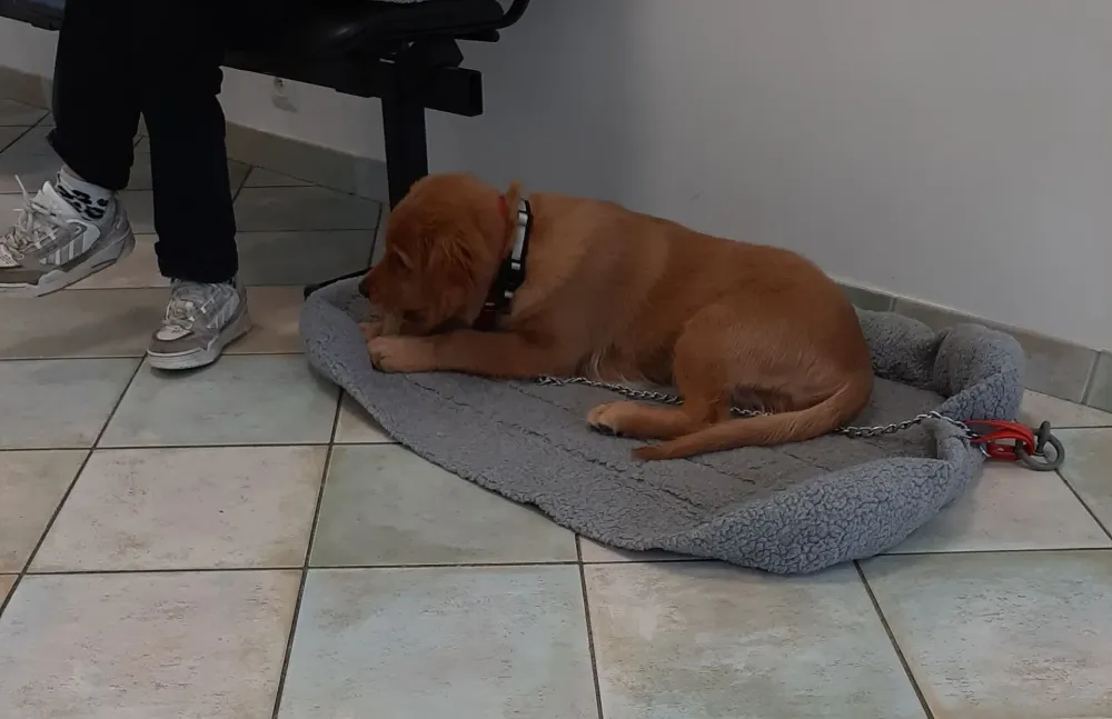 Comportement canin à Nantes