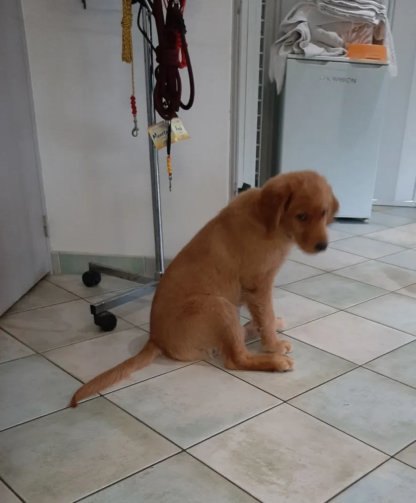 chiens-interieur (2)