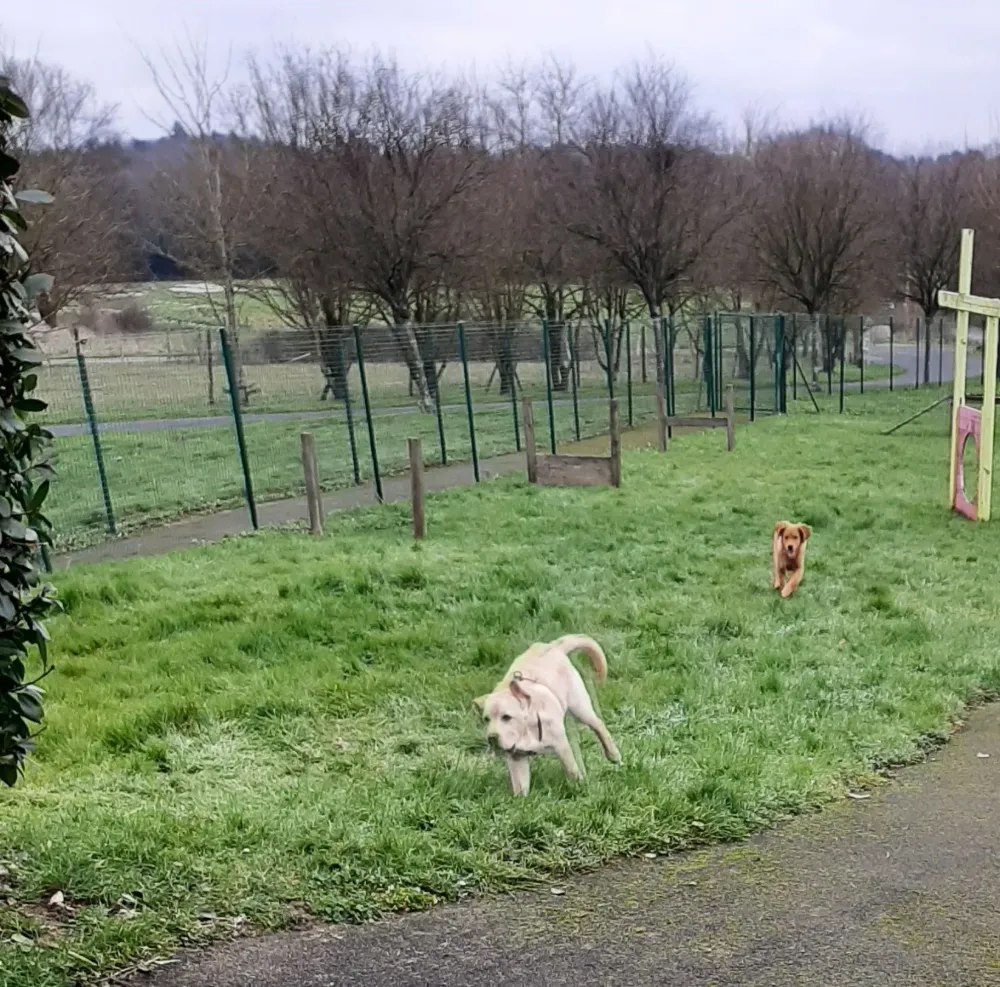 Socialisation du chien à Nantes